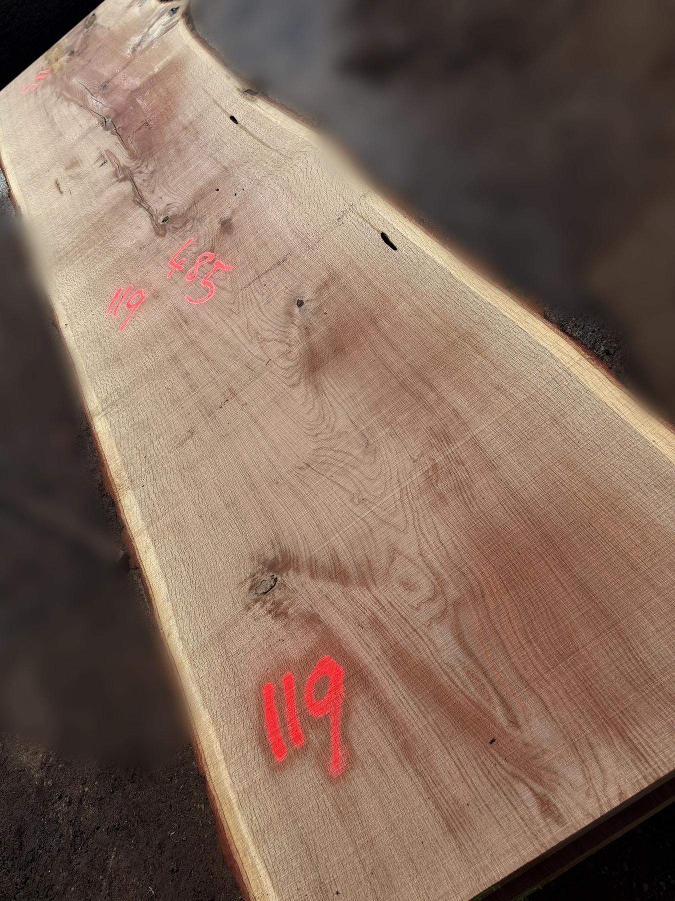 Oak - P5-1812