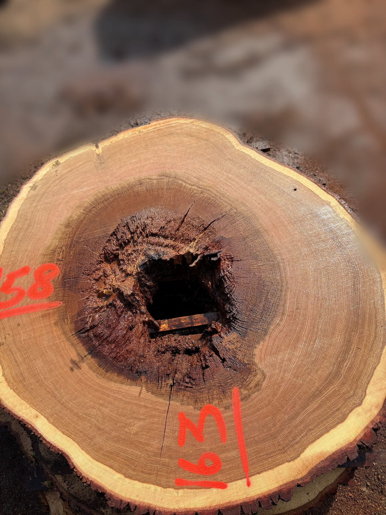 Oak - P6-1823