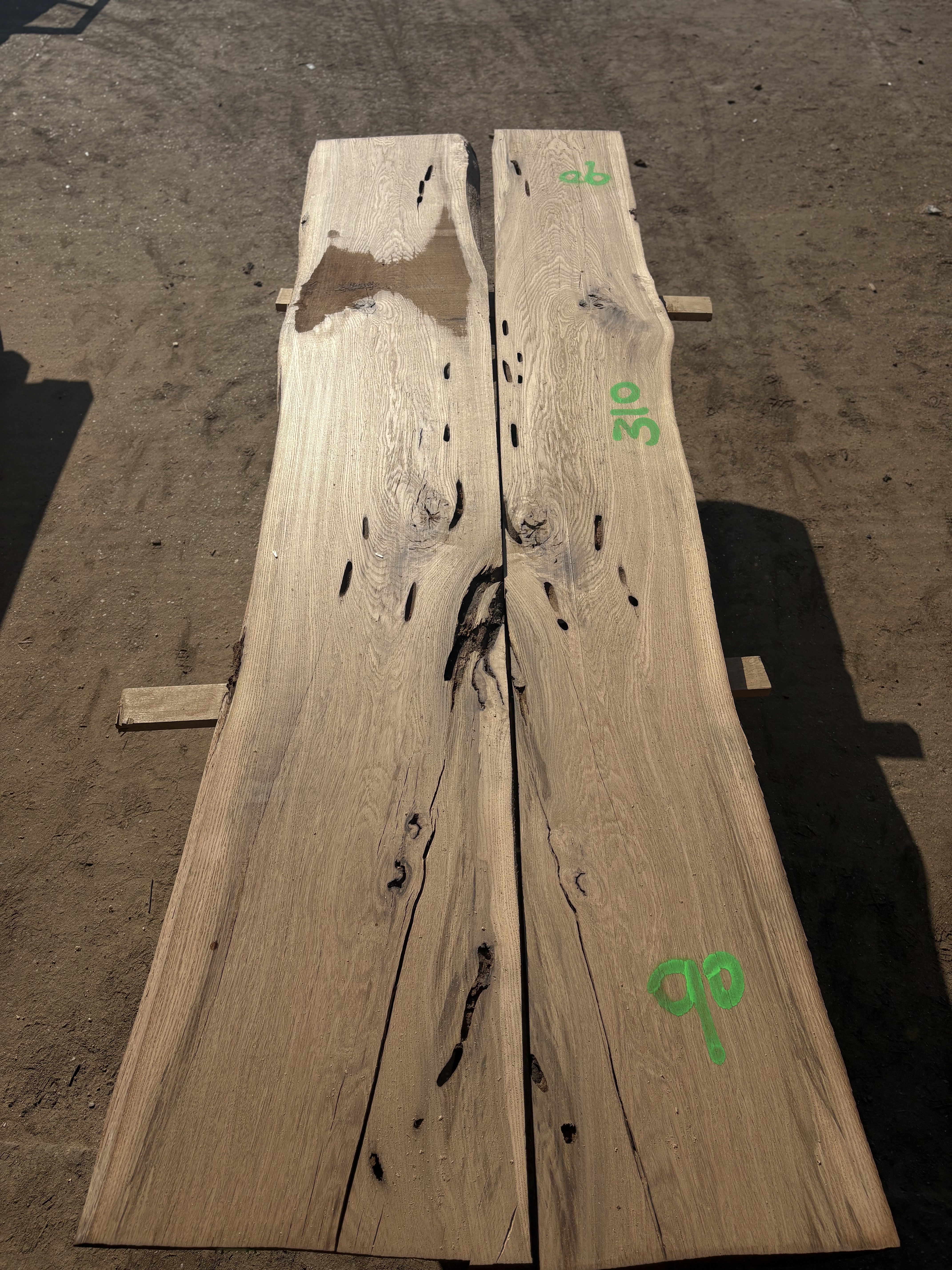 Oak - P9-1356