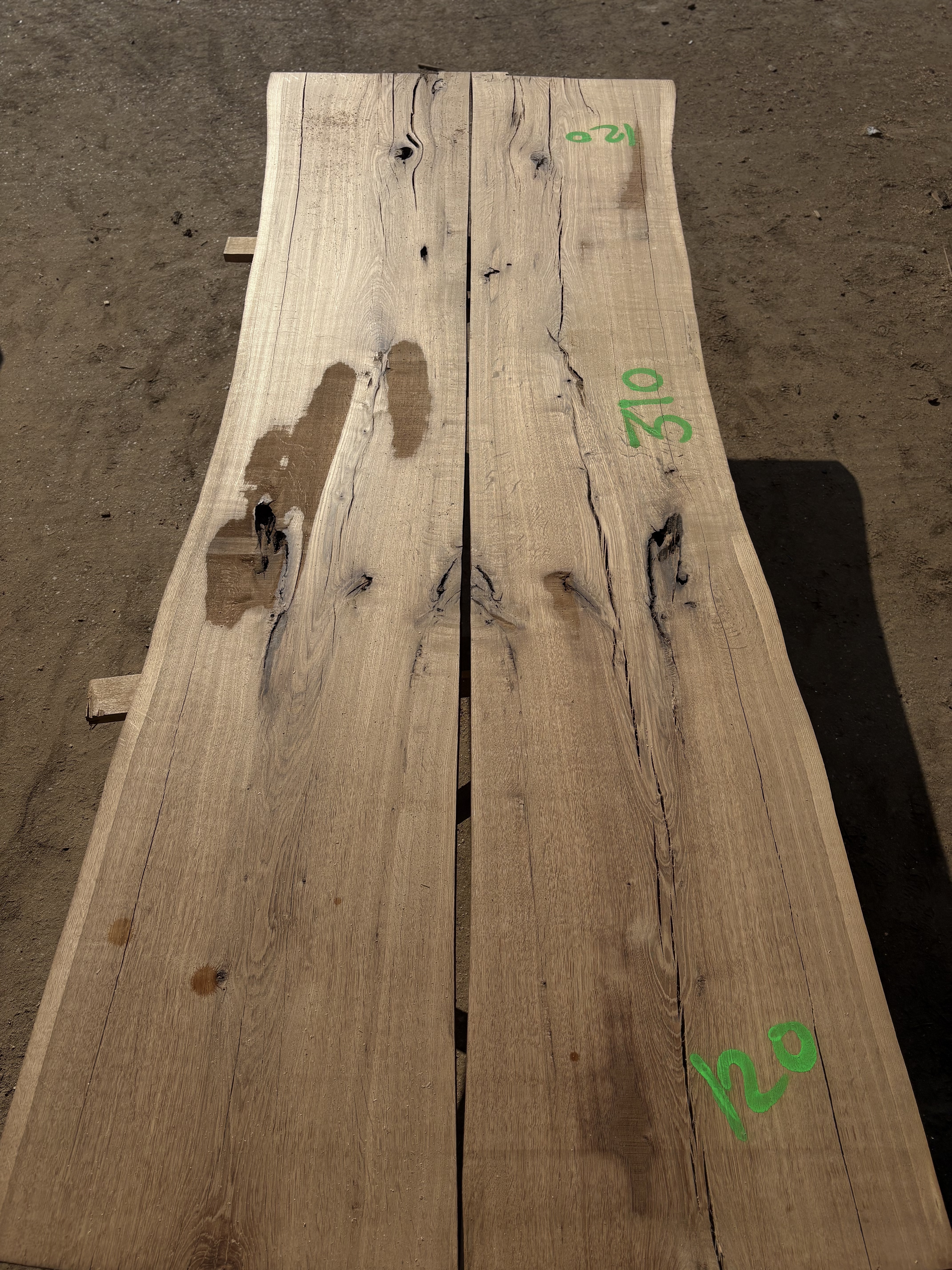 Oak - P9-1357