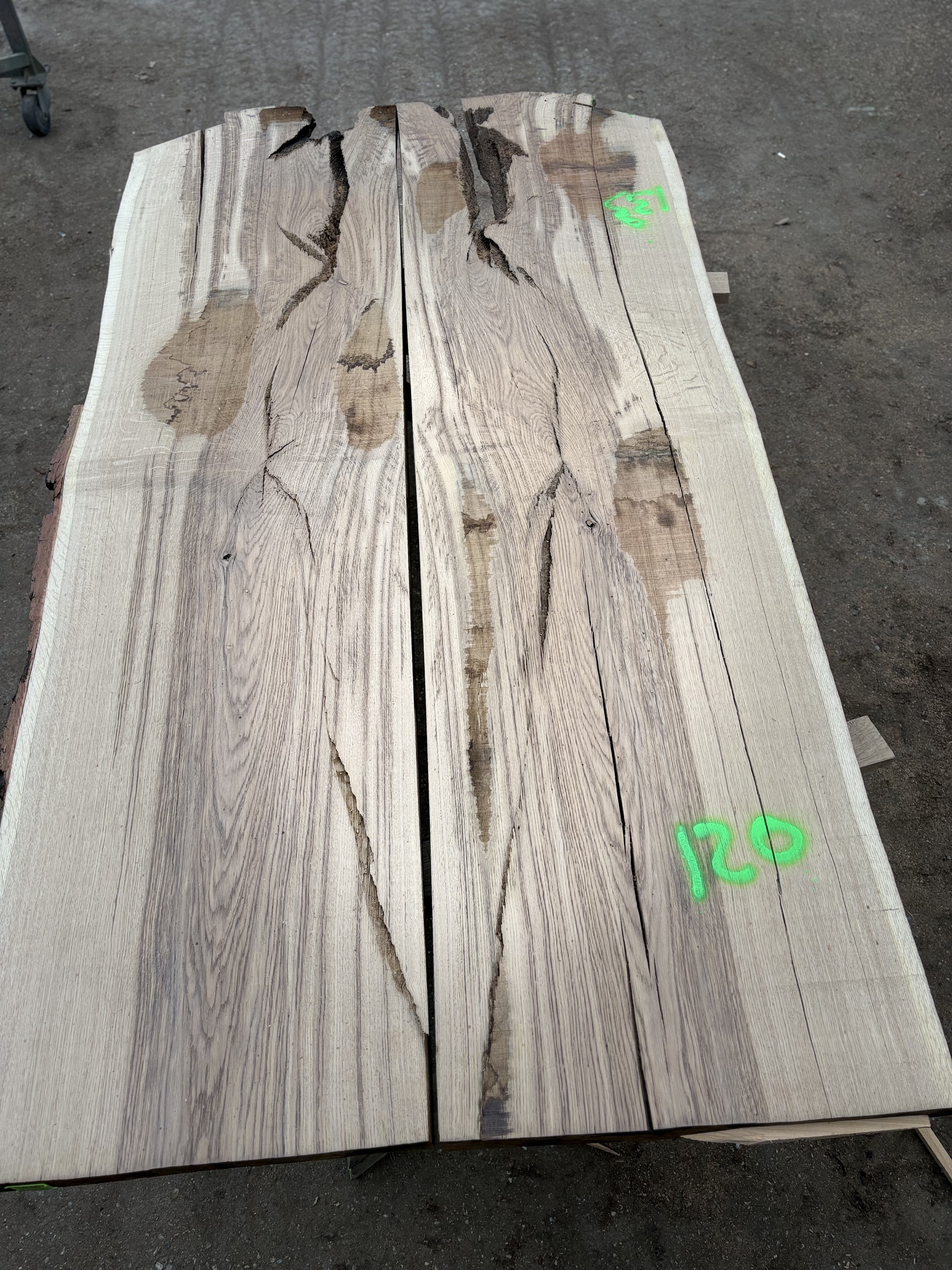 Oak - P4-1435