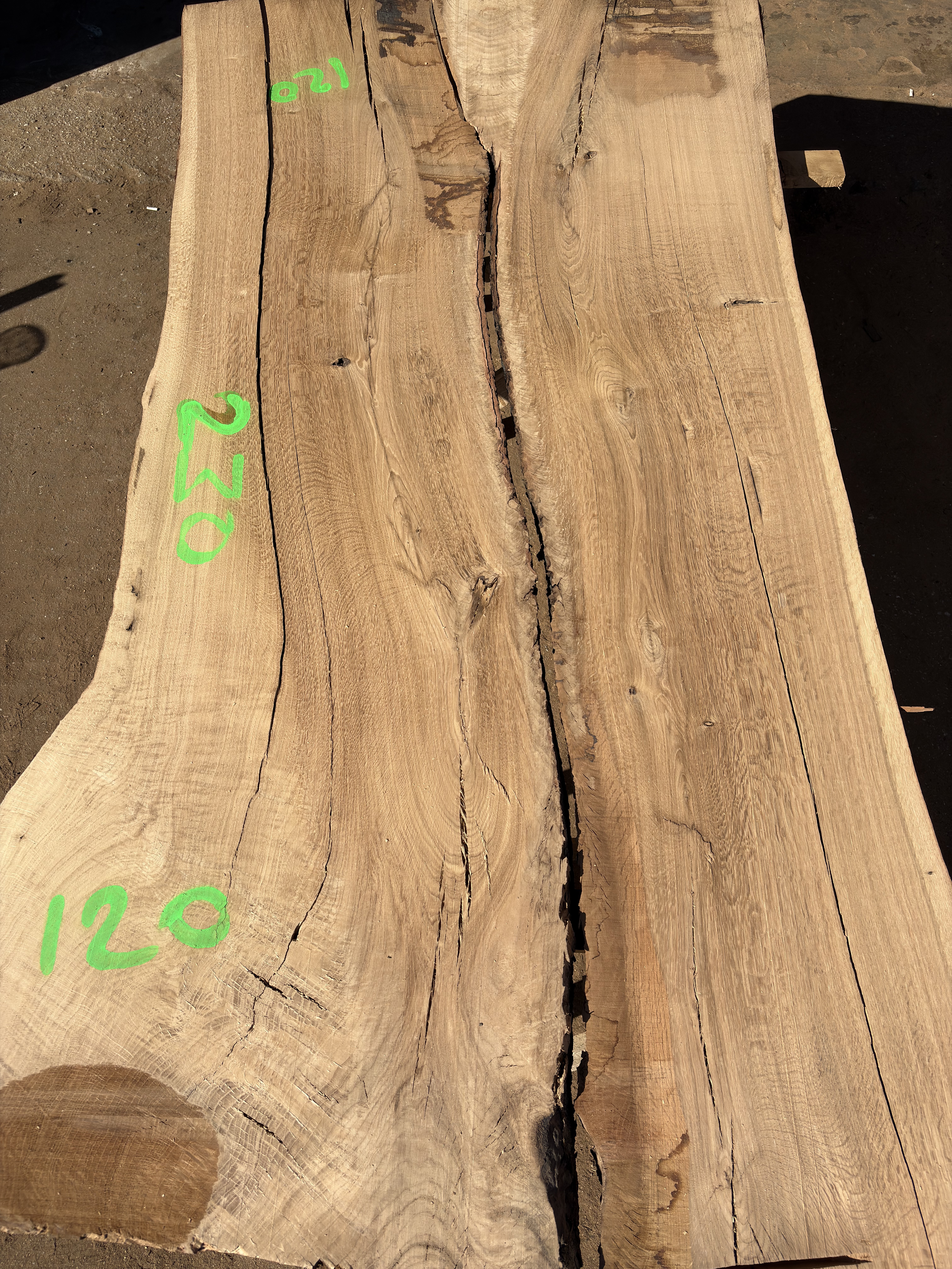 Oak - P3-1644