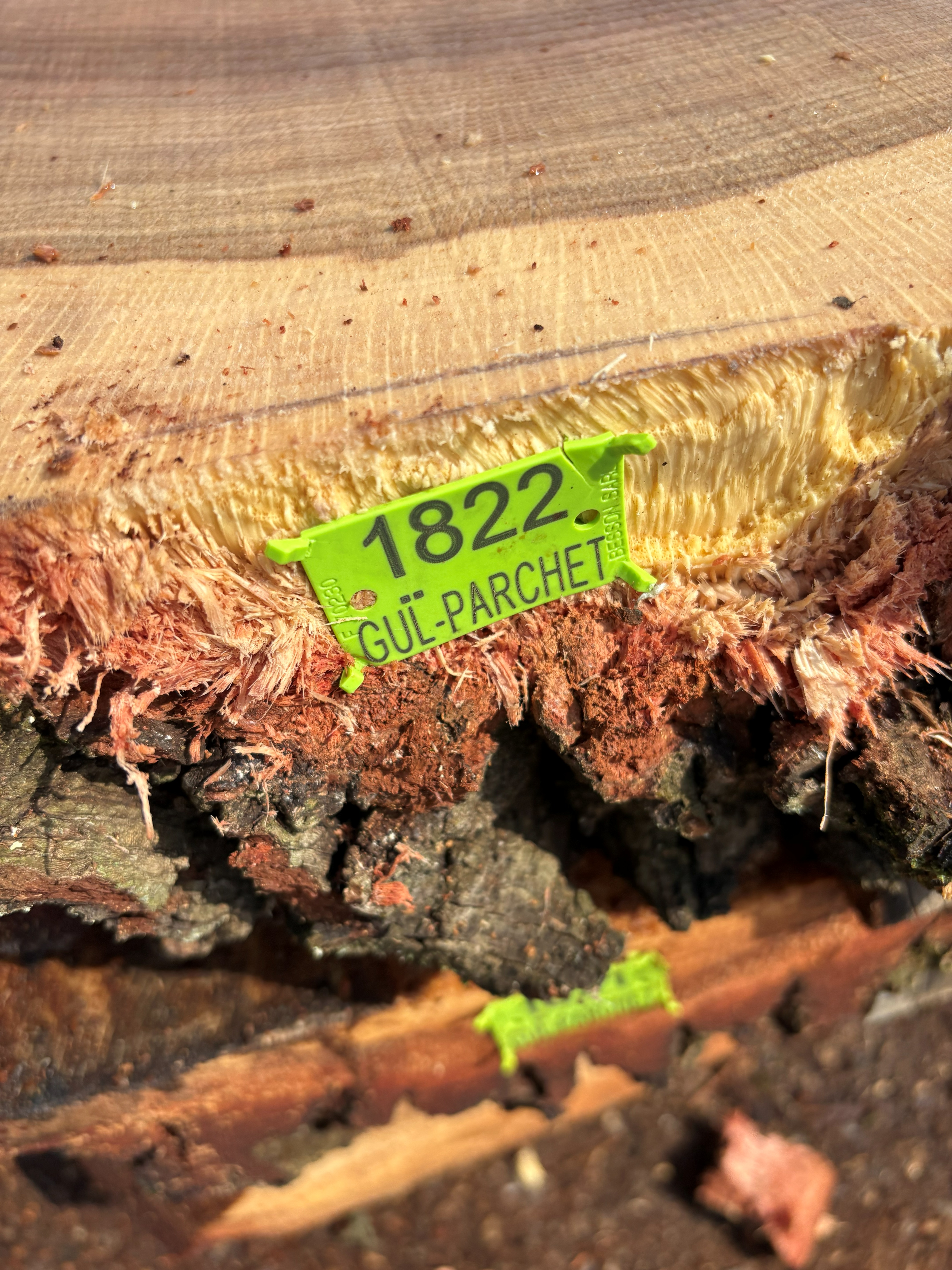 Oak - P6-1822
