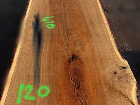 Oak - P2-813