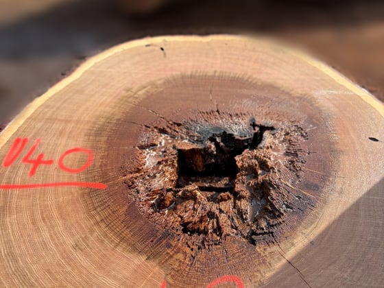 Oak - P6-1825