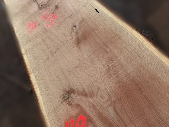 Oak - P5-1812