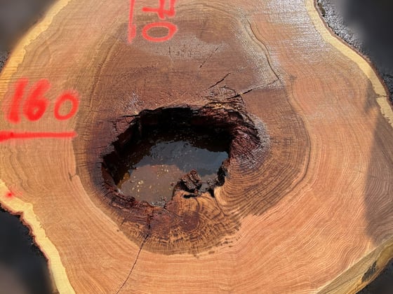 Oak - P6-1820